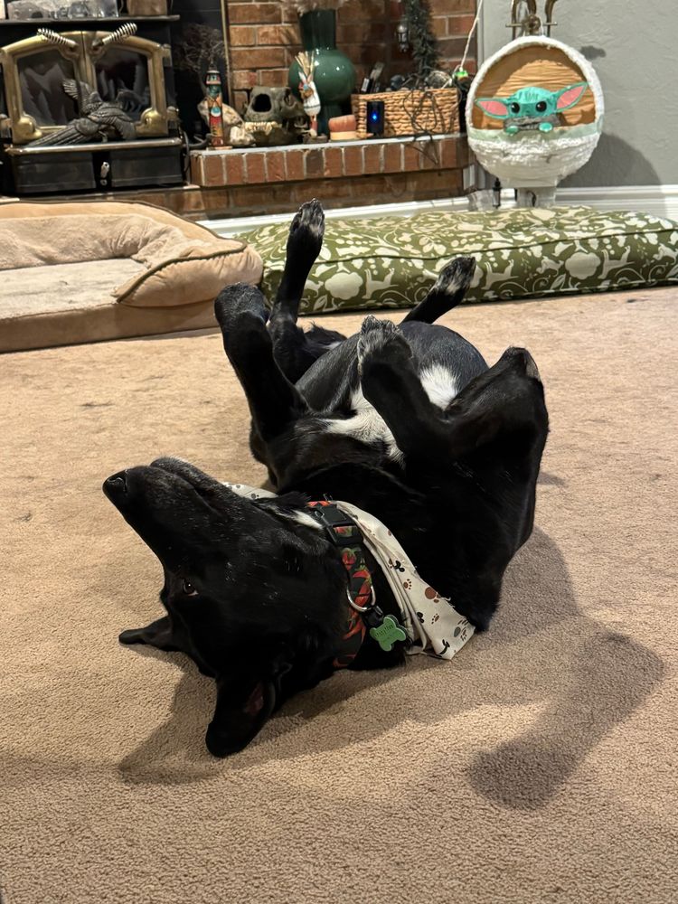 A black dog with a white star on her chest sleeping on her back with all four legs in the air. Behind her are two dog beds but she chose the middle of the floor. Behind the dog beds is a fireplace and a Baby Yoda piñata hangs from the fireplace tools. 
