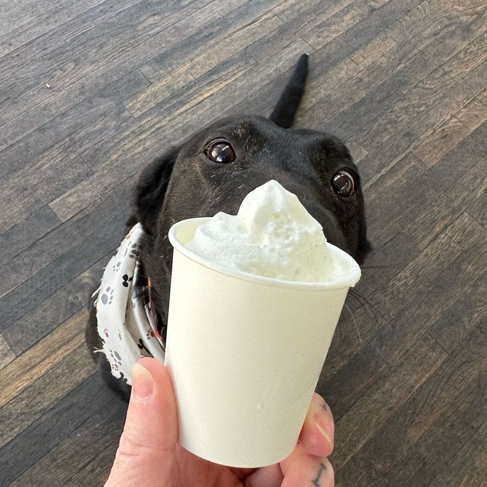 A black dog staring longingly at a cup of whipped cream, held just out of her reach. 