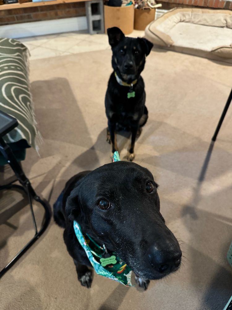 Two black dogs staring at the camera, hungrily. The large black dog closest to the camera is cutting her eyes and very serious. The smaller, floppy eared dog in the background has sat down and has joined the begging. 