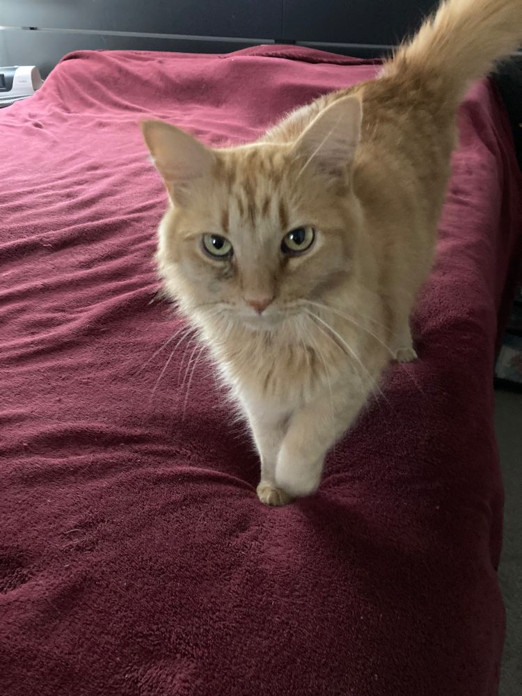 A pale orange tabby cat on a rose-colored blanket on a bed. He's walking toward and looking at the camera. 