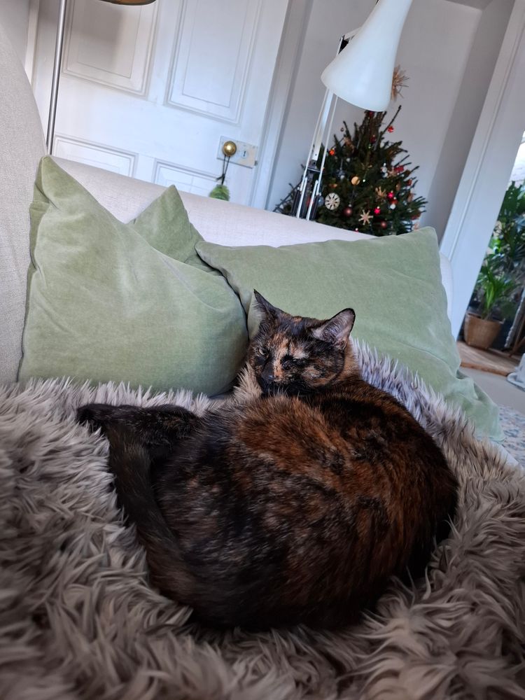 A tortoise shell cat on a blanket. Christmas tree in the background 