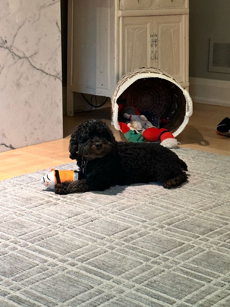 A small black dog with a squeeze toys lies in front of an overturned basket of toys looking at the camera.