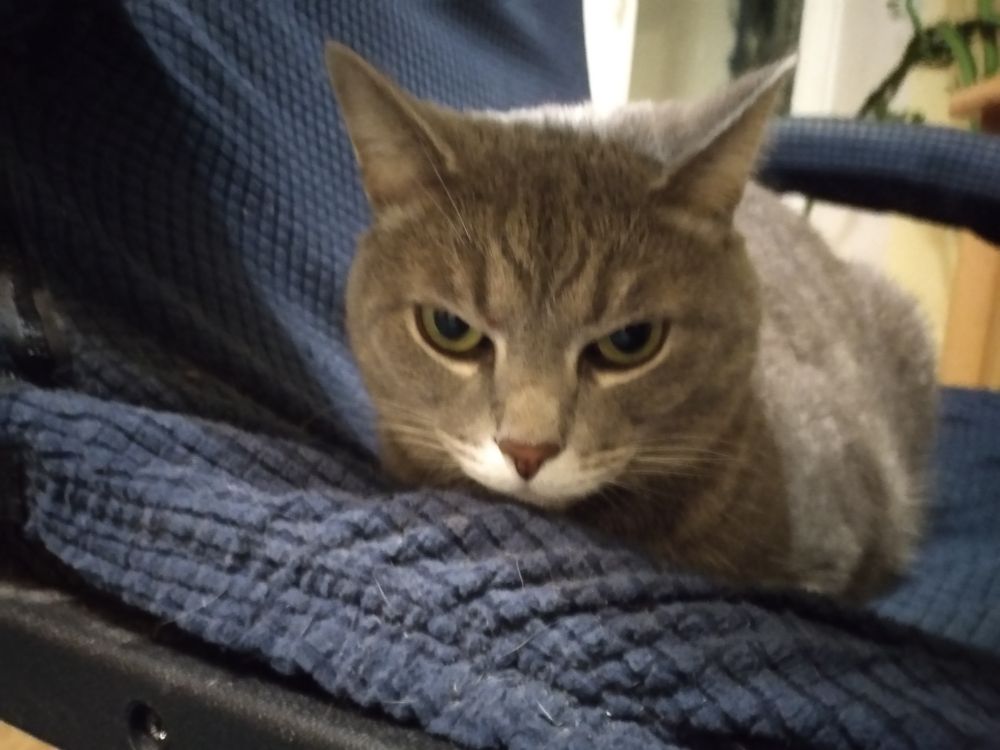 a picture of the gray cat sitting on a chair, looking unimpressed