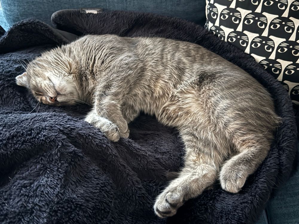 An entitled gray male tabby cat who has never read any of the Federalist Papers or even the Bill of Rights snoozes on a fleece blankie, blissfully unaware that the criminal pedophile POTUS is coming for his right to say “bbbrp” every time he hops on the bed. 