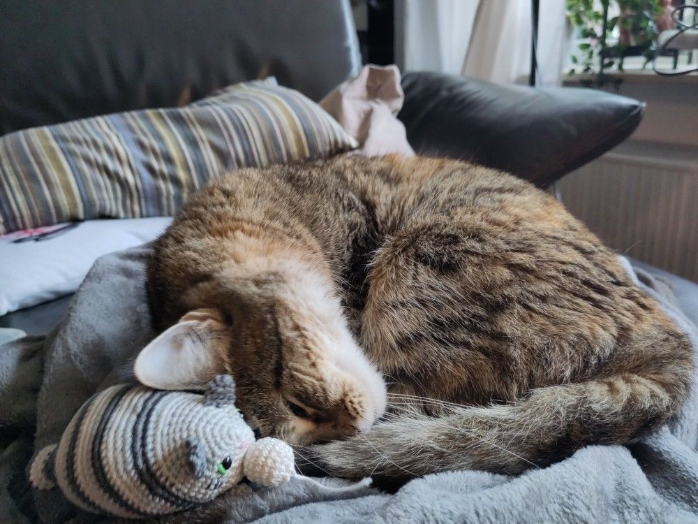 The actual cat presses her head very cutely against the toy cat.