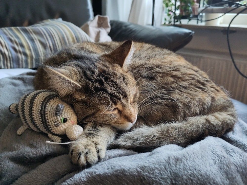 The actual cat sleeps very cutely next to the toy cat.