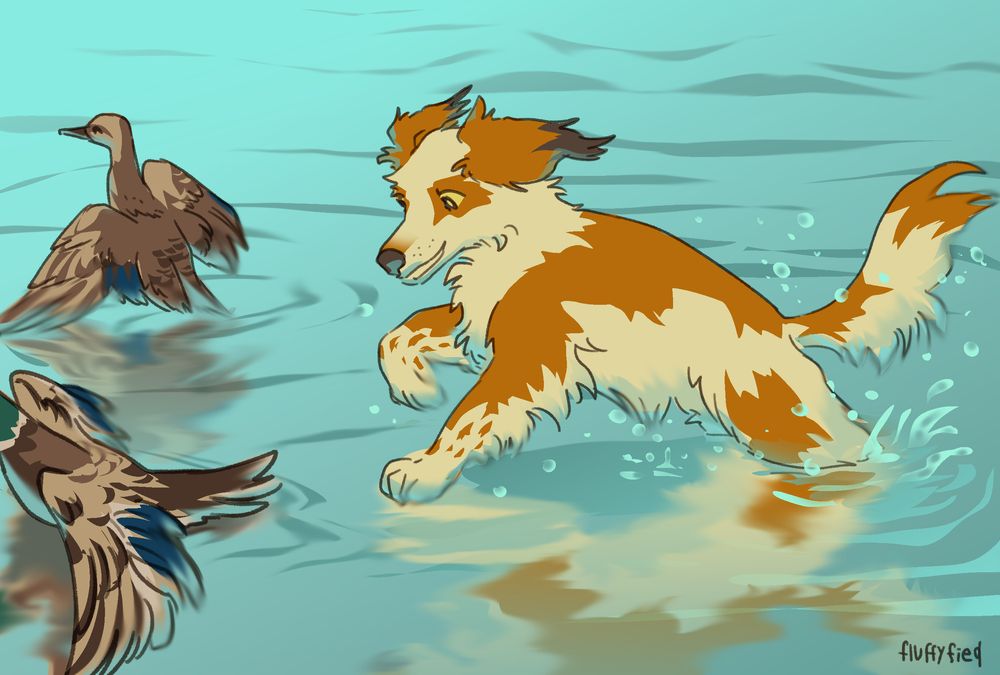 Digital artwork of a kooikerhondje dog chasing ducks in a body of water.