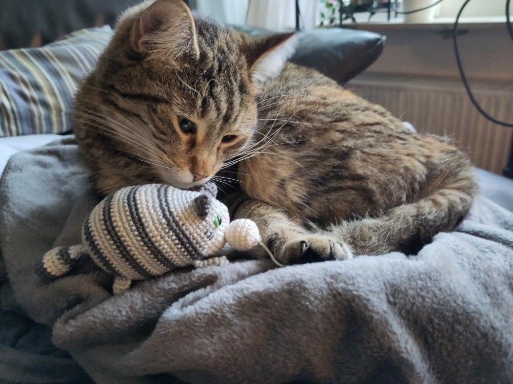 A brown tabby cat and a grey tabby crocheted toy cat lie on a couch. The chrocheted cat is very chonky and has a crocheted yarn ball at its mouth. The actual cat sniffs at the toy.