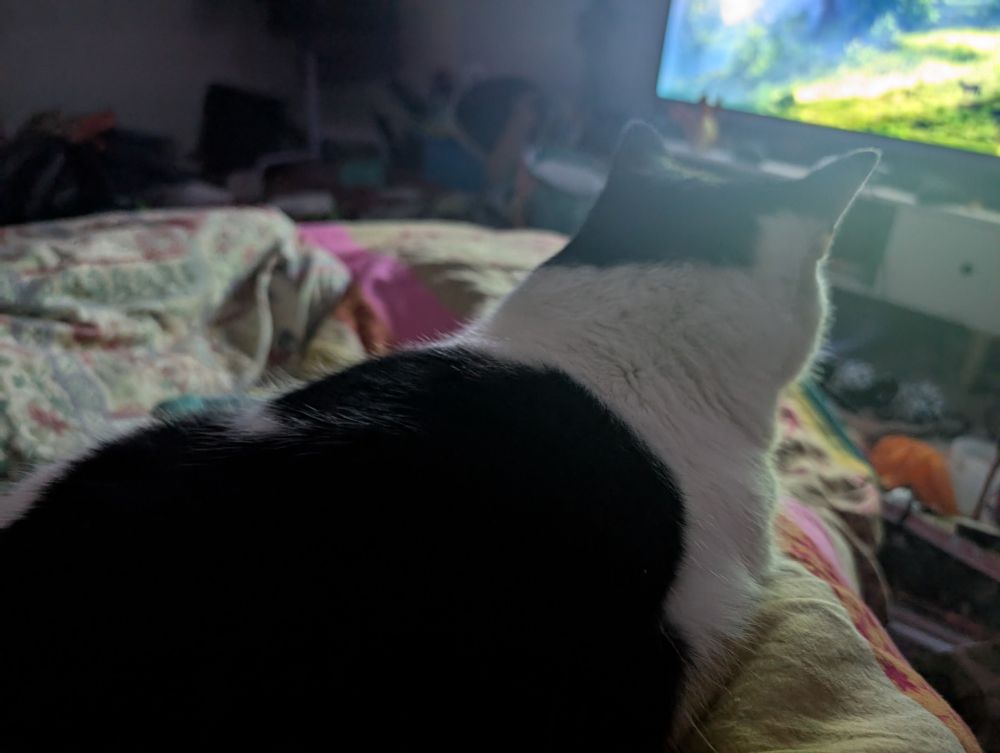 Percy, a large black and white cat is on my knee
