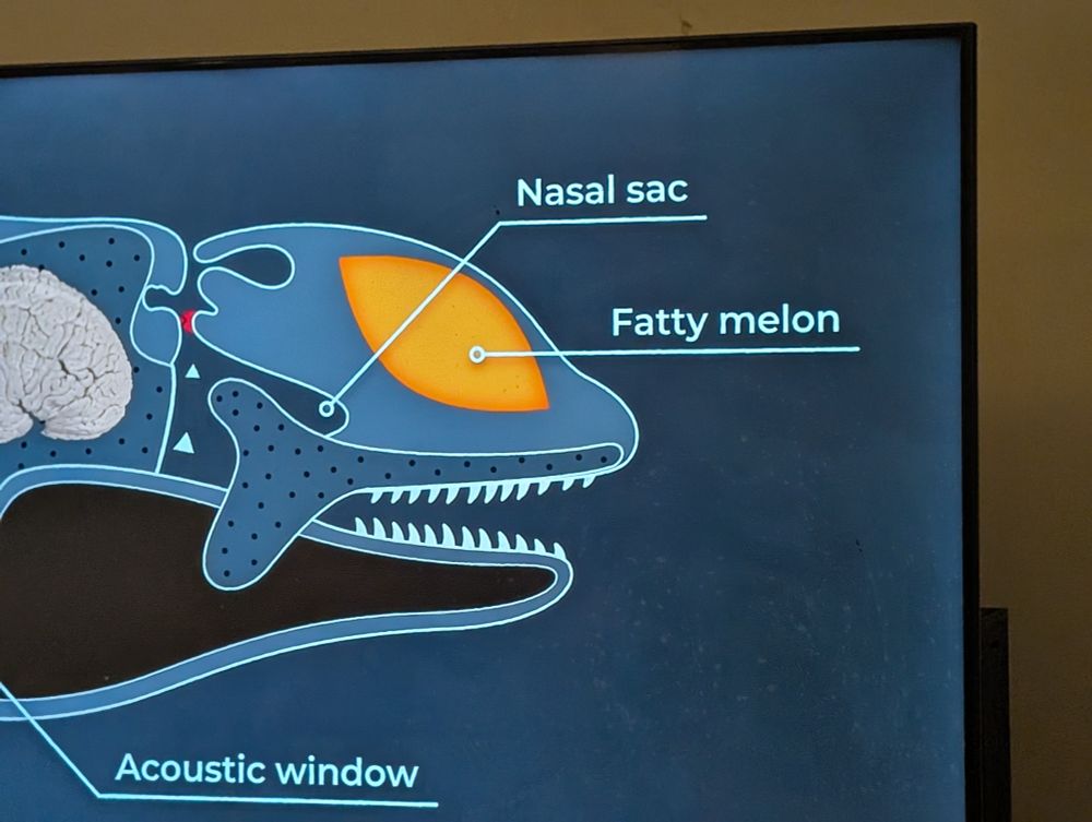 Cross section diagram of an orca head with the nasal sac and fatty melon highlighted