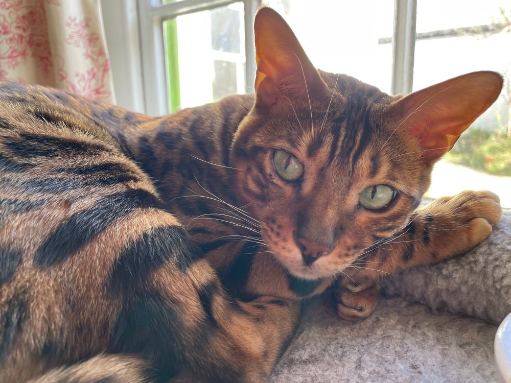 Farley, the bengal cat is chilling out on his bed that happens to be over a radiator 