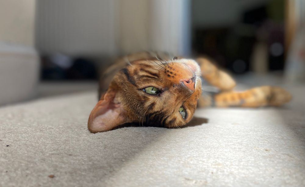 A very chilled bengal cat is rolling around on the carpet