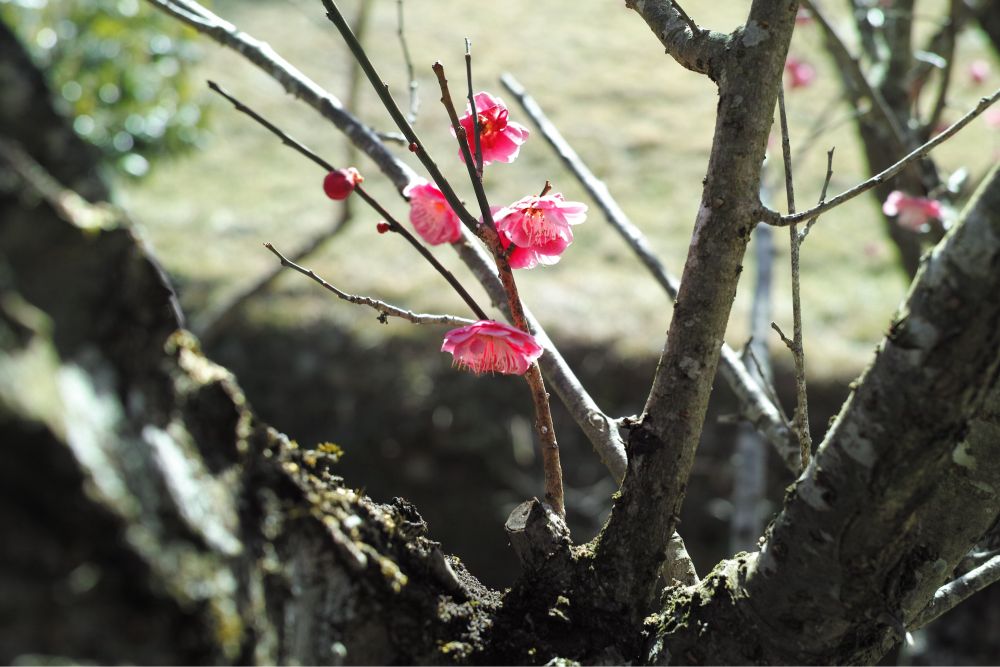 red plum blossoms