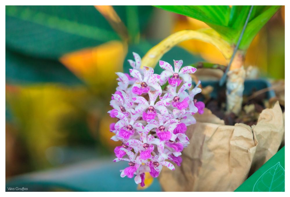 Il existe environ 160 espèces d'orchidées en Métropole. Une sur six étant menacée de disparition (collecte, pesticides, destruction des habitats, modifications du climat), elle sont protégées. En Outre-mer, ce sont plus de 1000 espèces, dont de nombreuses épithètes, qui se répartissent sur les îles françaises tropicales et en Guyane. © Vétograffito