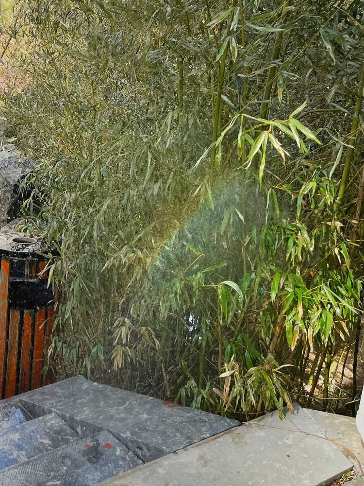 Rainbow by the Bamboo Woods