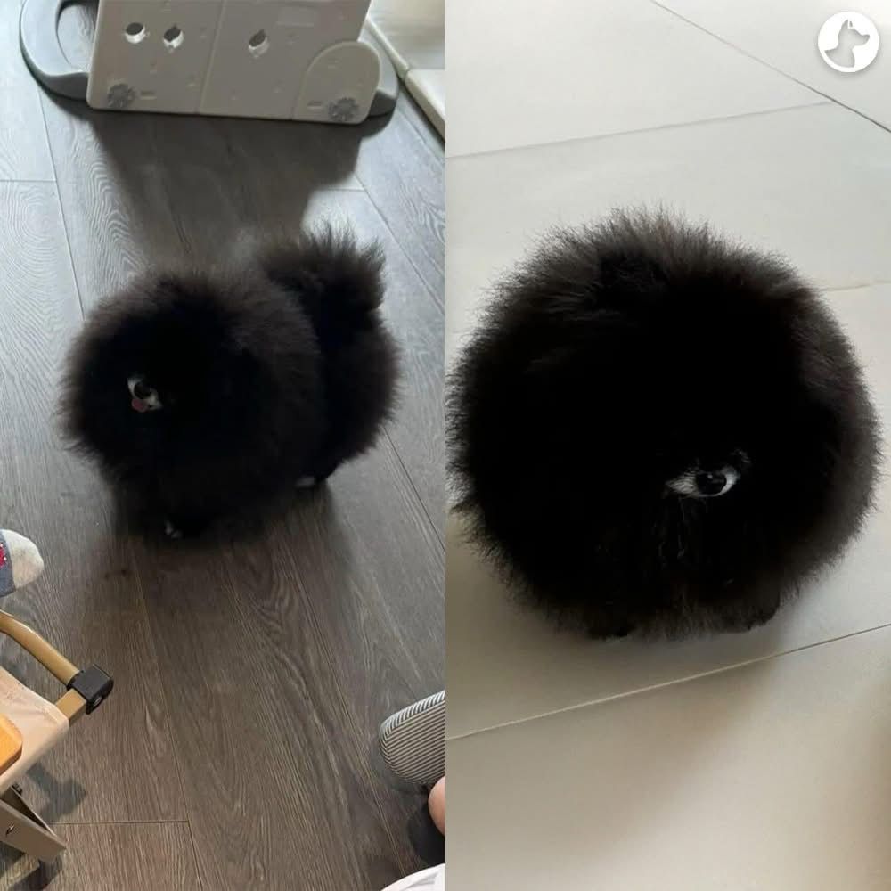A fluffy dog that looks like a giant puffball of black fur, with a white snout and black nose; giving the appearance of a single eyeball in the middle of a black ball of floof. 