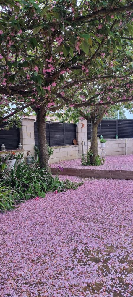 Jardín con miles de pétalos rosas de cerezos japoneses en el suelo