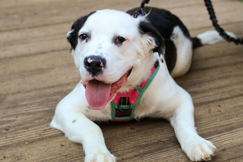 White and Black American Bully dog with a little chow chow in her to give her longer, soft fur. 