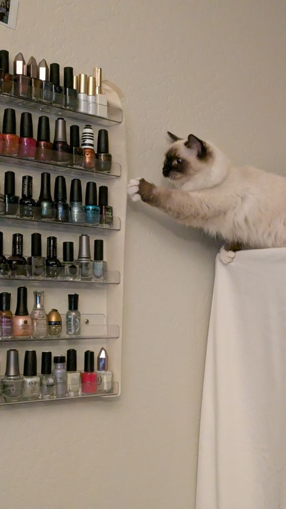 A white cat with brown face and ears reaches ineffictively for mounted nail polish shelves. She can no longer knock them off, as her mother has put a singular piece of painters tape in the way