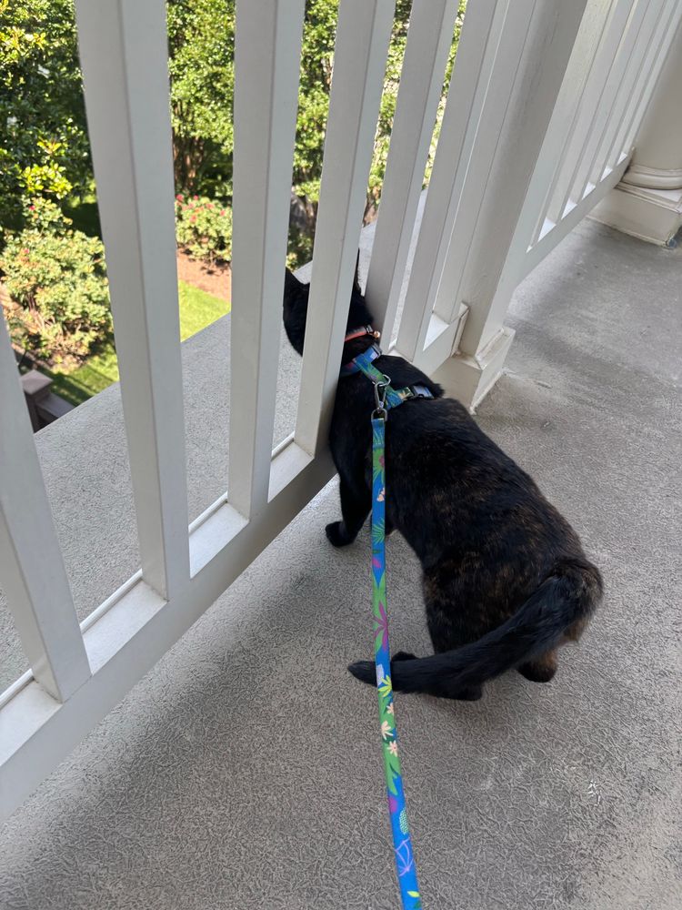 Black cat on a leash sticking their head through the white pickets that make up the fence railing on the balcony.