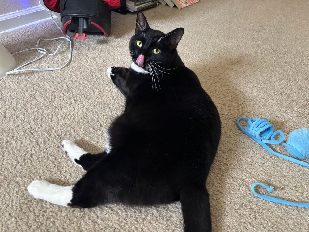 Gerard, a black and white tuxedo cat, laying on a carpeted floor with his tongue out, touching his nose.