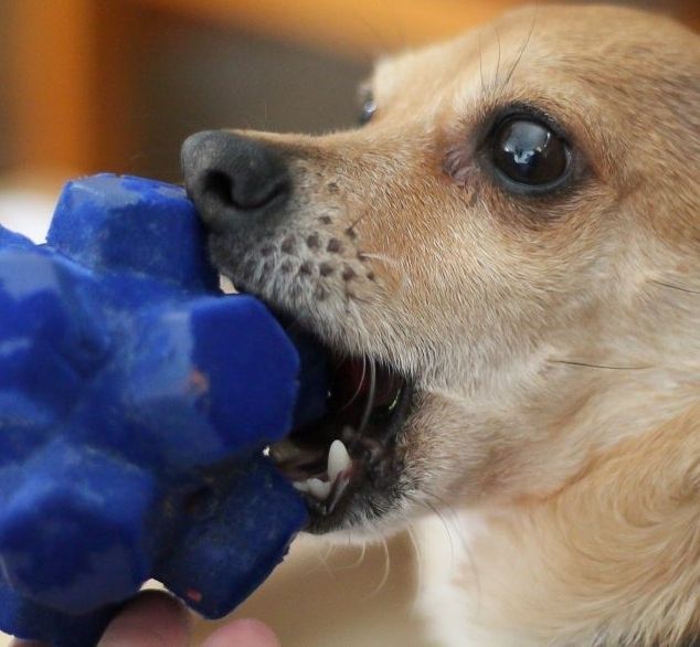 Older chihuahua chewing on toy larger than its mouth.