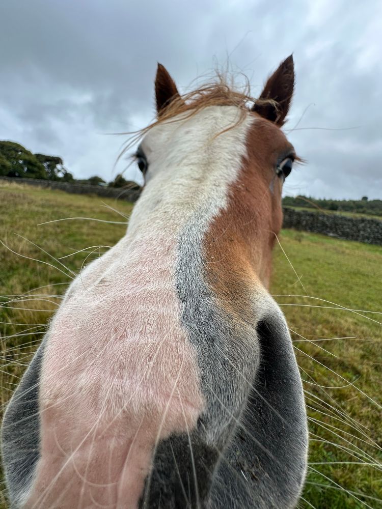 A horse