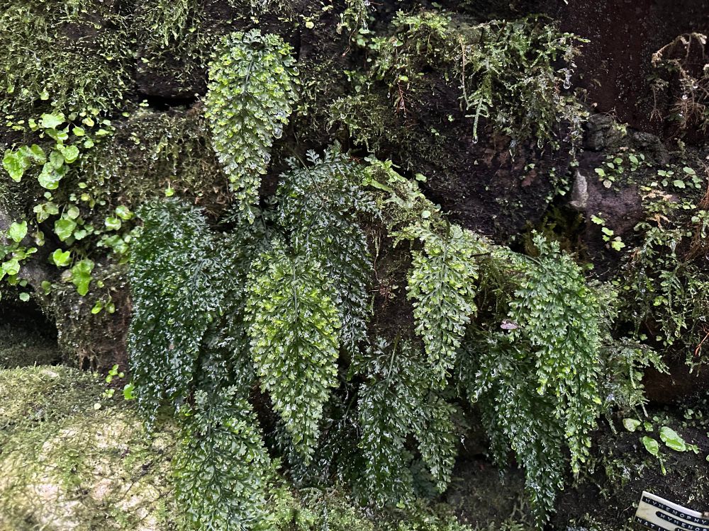 Wilson’s filmy fern at the moss house, the Firs, Manchester University