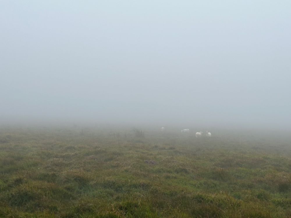 Four sheep in a foggy heath