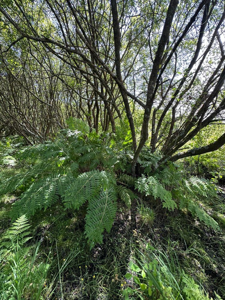 Osmundia regalis growing at the base of a willow