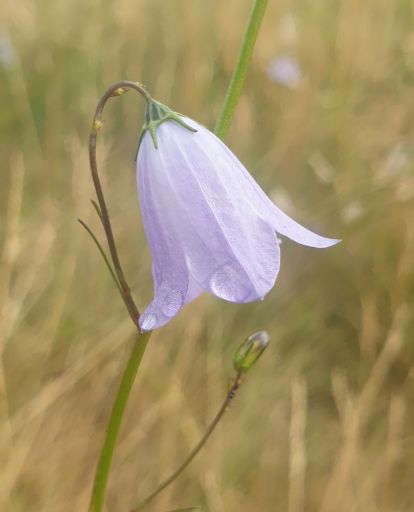 Close up of a Harebell flower, with raindrops on the petals. 