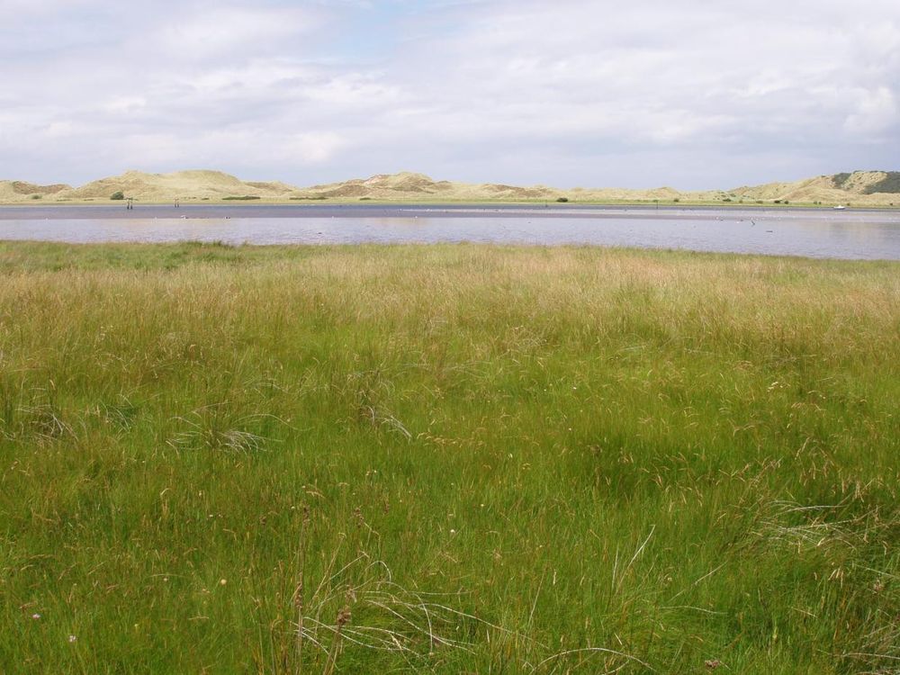 The grasslands of Grangemore NR looking north towards the southern side of the Portstewart strand dune system, with the river Bann flowing between the two sites (photo credit: Jen Farrar, BSBI). 