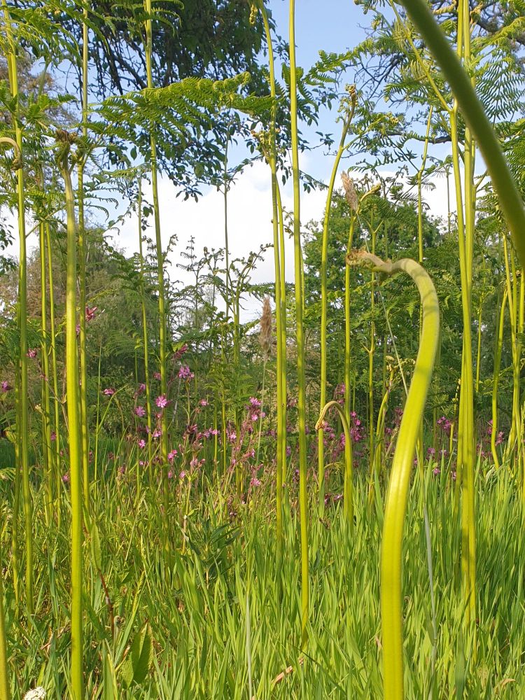 Red Campion surrounded by tall, unfurling fronds of Bracken, Leicestershire. 