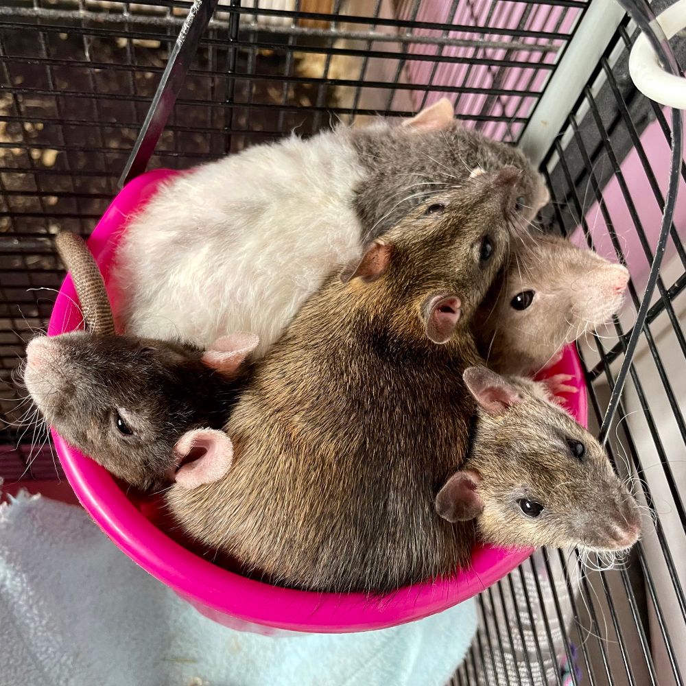 a small pink bucket, absolutely smooshed full of cuddling rats, a few little faces poking out. 