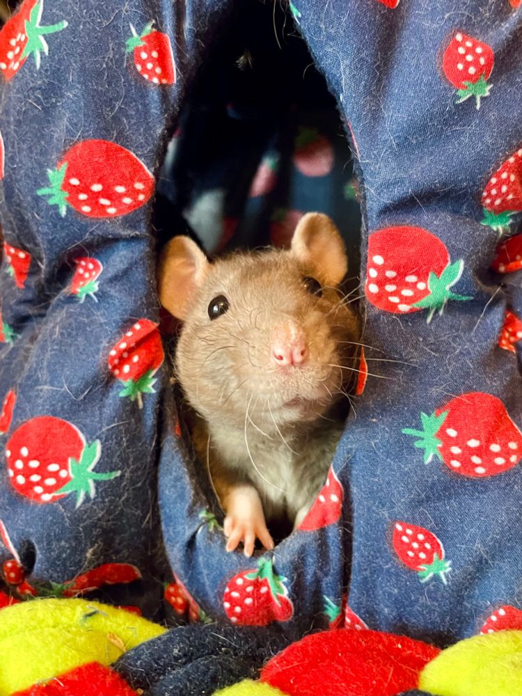 a little grey rat in a strawberry cube bed. 