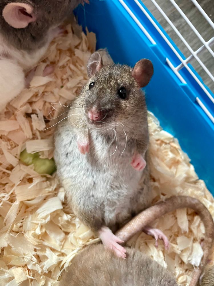 a little brown rat with grey belly and curly whiskers, sat back on her bum, looking mildly bewildered. 