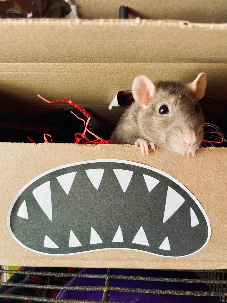 sprout, a grey rat with curly whiskers. peeking out of a cardboard box that has been decorated to look like a Mimic. 