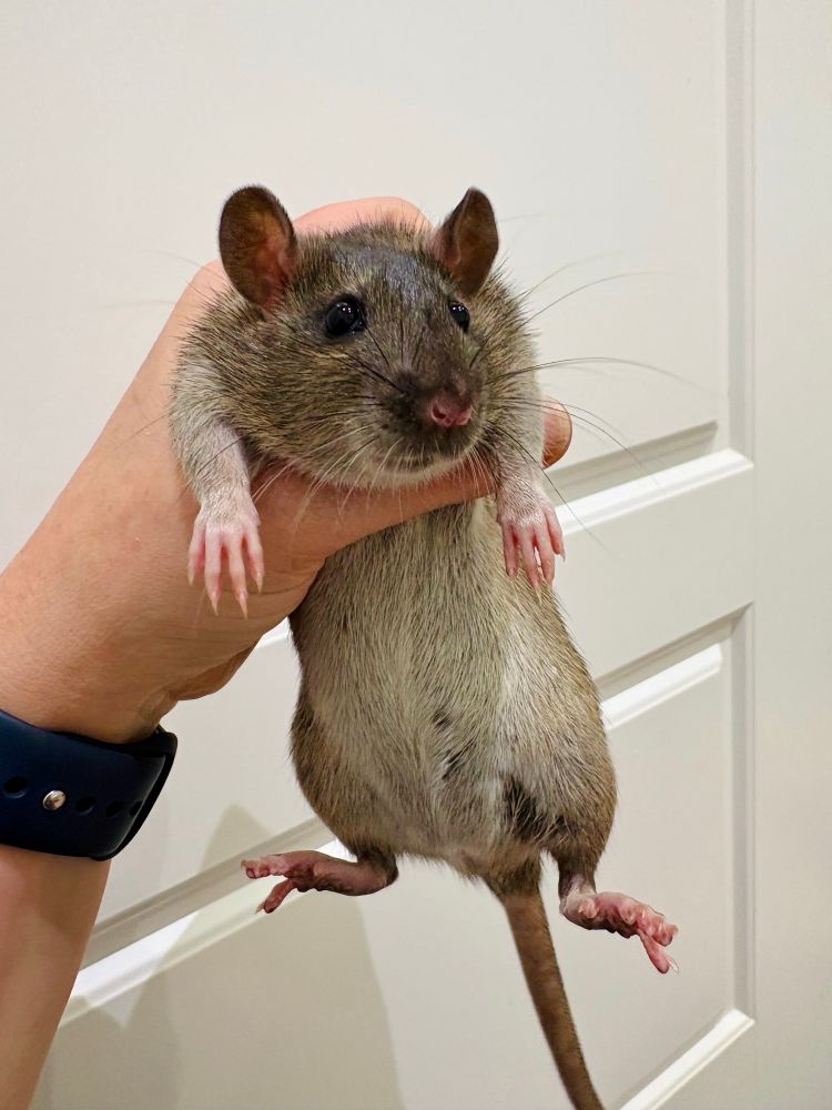 a little brown rat being held up like she owes you money. arms and legs are splayed all over the place. 
