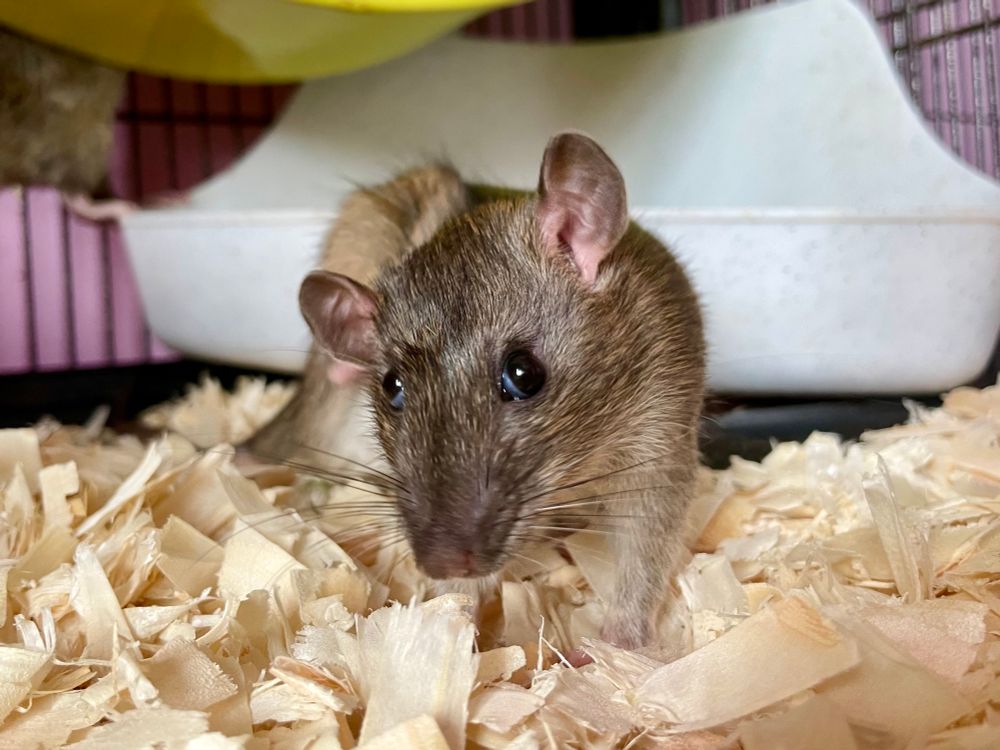 a little brown rat with big goofy ears and eyes looking in different directions, caught mid-scratch in a funny pose. 