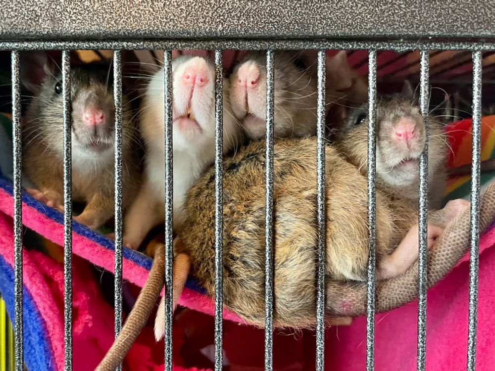 a bunch of rats on a hammock, all squished together and sniffing through the bars. 
