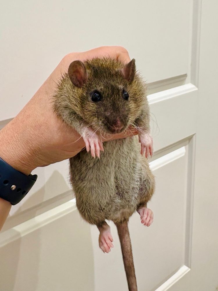 a little brown rat with curly whiskers being held up like she owes you money. her little arms and feet are tucked in very cute. 