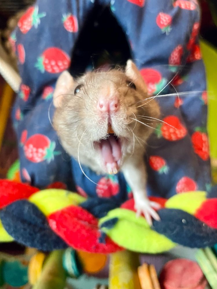 a little grey rat in a strawberry cube bed. stretching forward and doing a big yawn that looks like a smile. 