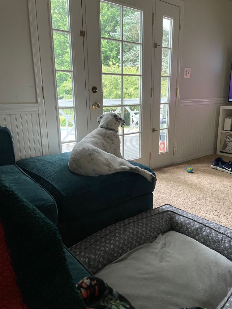 Black and white shirt haired dog sits on an ottoman and looks out the window for rabbits. 