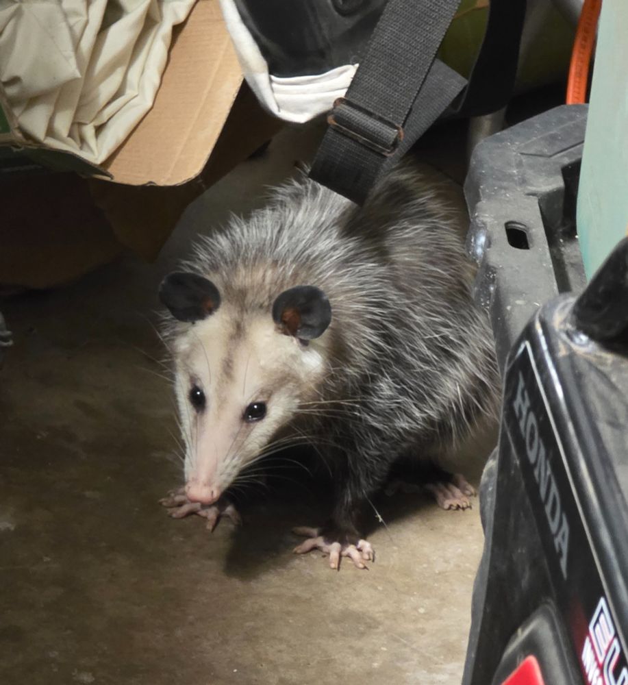 A possum stands warily amid the clutter of a garage.