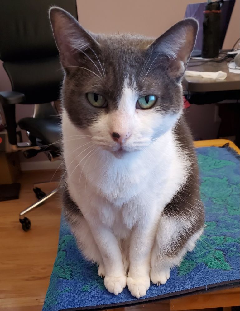 A gray-hooded cat with large ears, green eyes, and snow-white chest andn front legs looks patiently at you. She has a little dark smudge on her pink nose, and her bunny-soft fur was made for running fingers through.