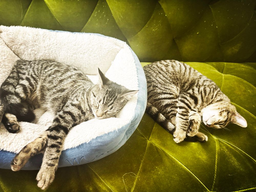 Synchronized sleeping cats 