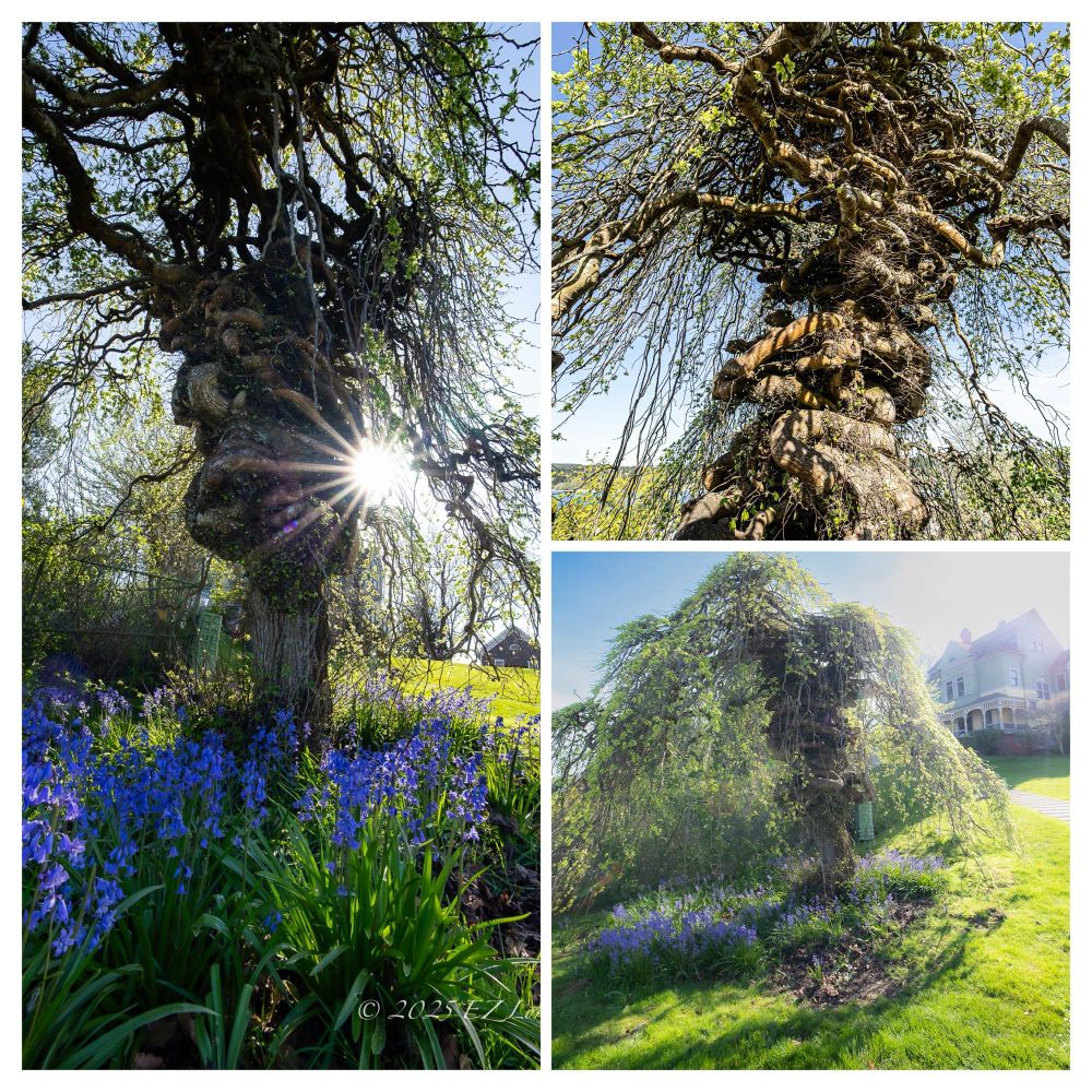 An old, 150y/o elm tree with thick trunk, looks like an above the ground root system, surrounded by blue flowers. 