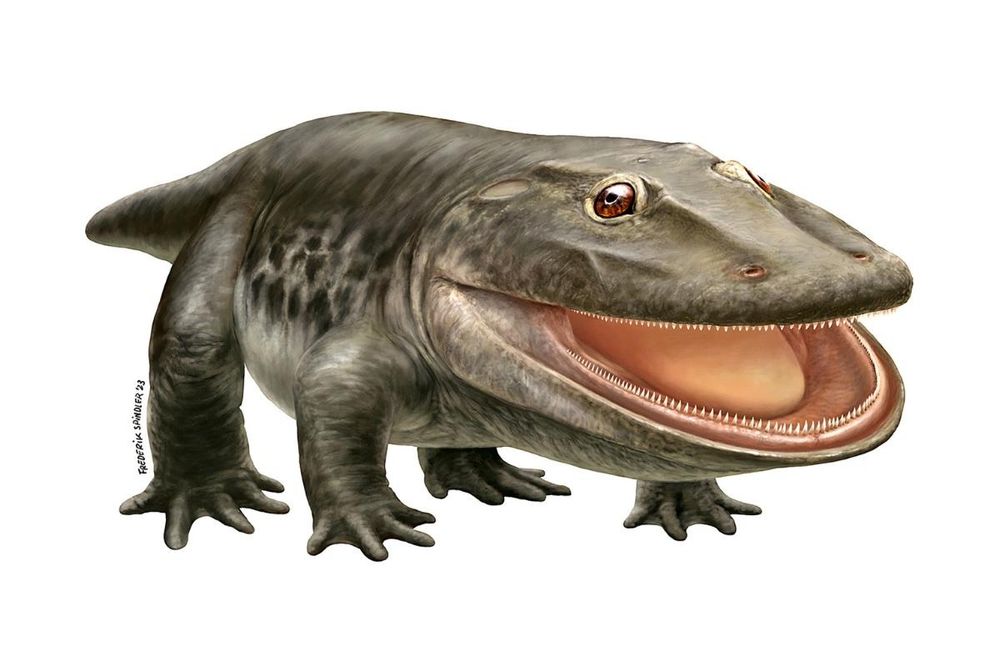 Artistic reconstruction of Stenokranio by Frederik Spindler. A rather stout temnospondyl is depicted as standing up, facing to the right and with mouth agape in a sort of smile. Its large tongue and many teeth are visible. The torso and limbs are round and cylindrical, with webbed feet. The eyes face upward and to the sides, with faint cranial ridges from the skull visible through the skin. Associated with Werneburg et al. (2024)