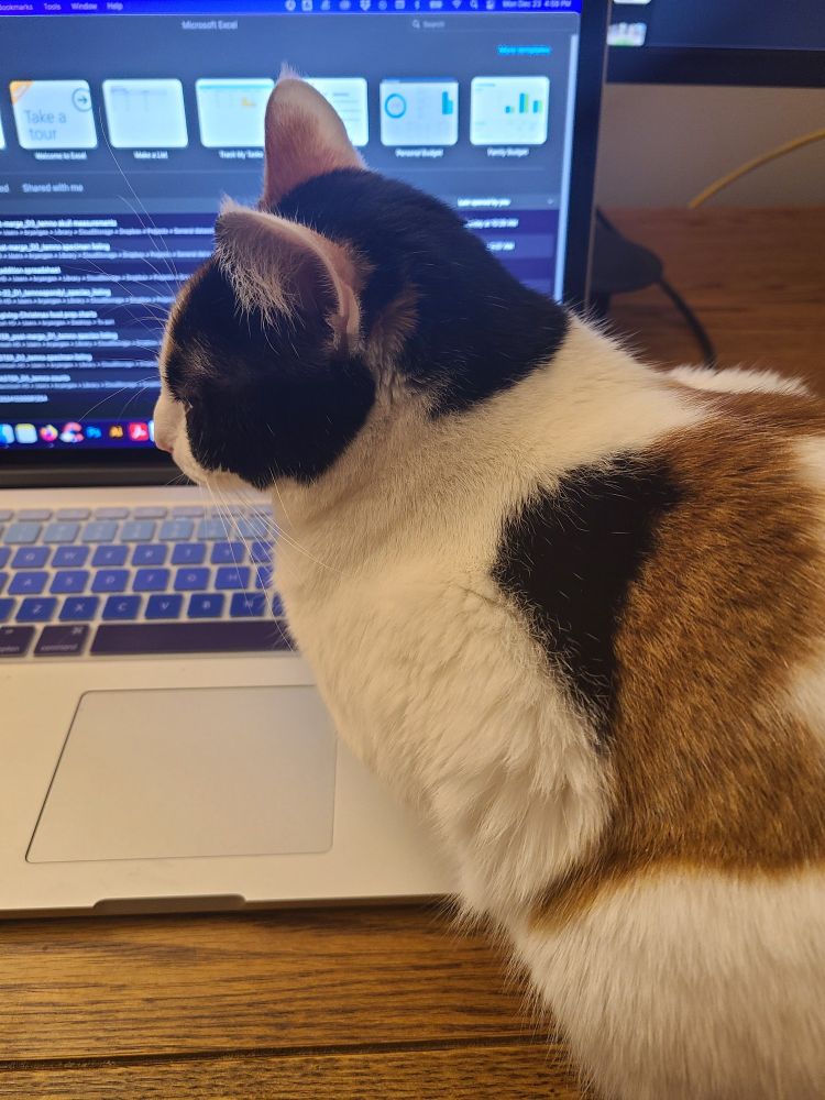 Photo of a calico cat loafing on a MacBook preventing their servant from working