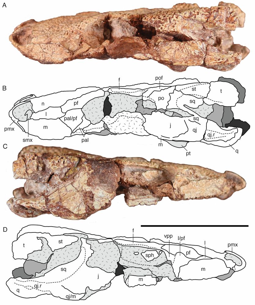 Photographs of the skull of the new specimen in right and left lateral views. Parts of the skull are missing or damaged.